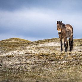 Lonely horse by Marielle Jurvillier