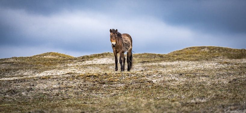 Cheval solitaire par Marielle Jurvillier