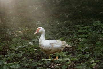 Weiße Ente im Park von Ribbi