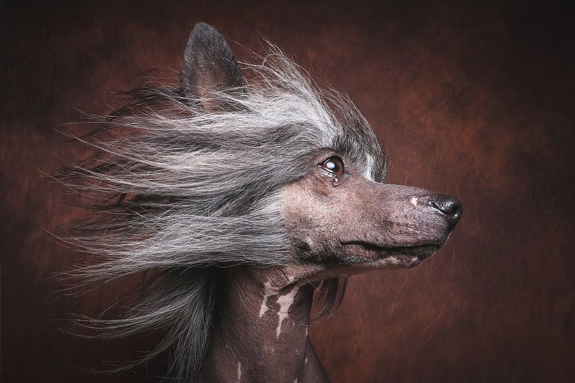 Chinese crested dog by Christian Wölck