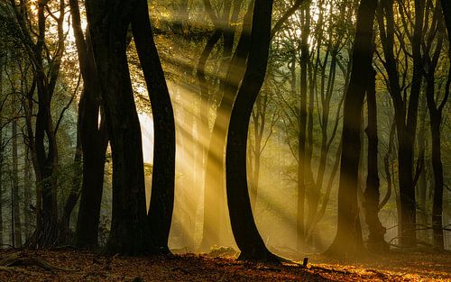 Explose in het Speulderbos