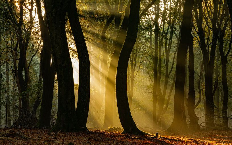 Exhibition in the Speulderbos by Jos Erkamp