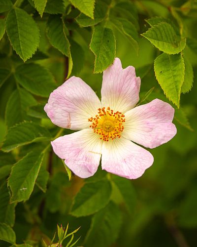 schöne Blume