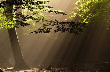 Voor de liefde van zonneharpen van Shotz by Mindy