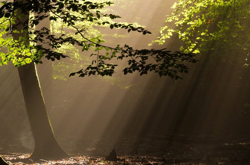 Voor de liefde van zonneharpen van Shotz by Mindy