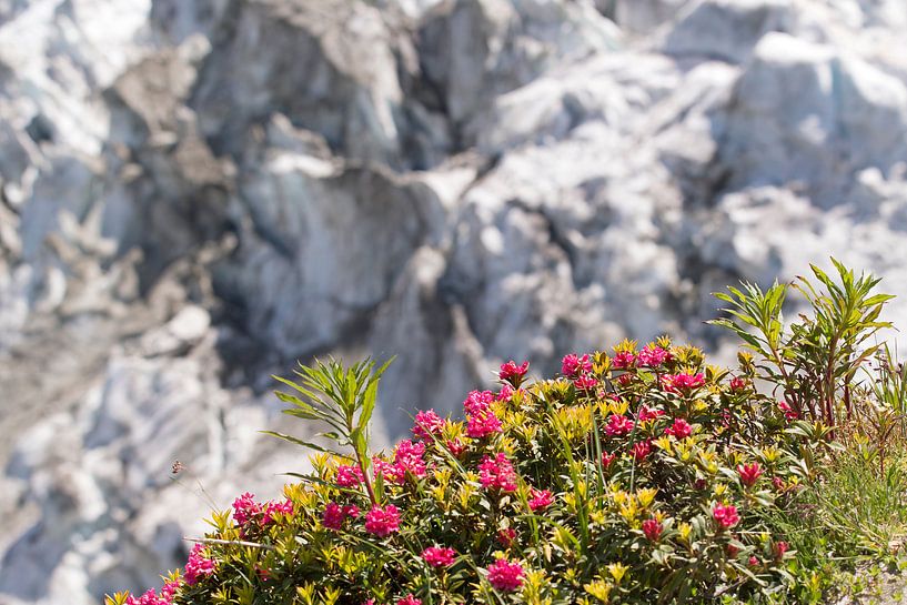 Alpine Rose mit Gletscher im Hintergrund von Barbara Brolsma