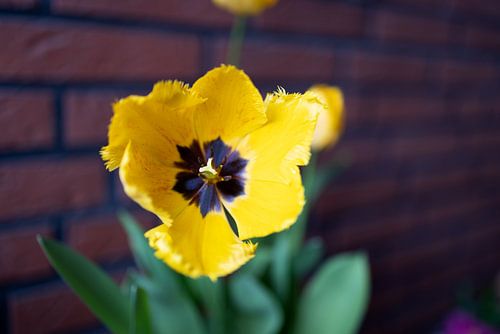 De eerste bloemen in de tuin in het Emsland