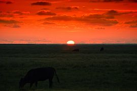 cows grazing at sunset