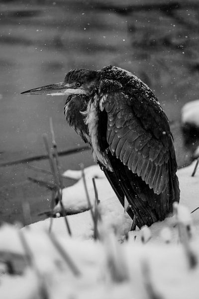 A heron on the waterfront by thomaswphotography