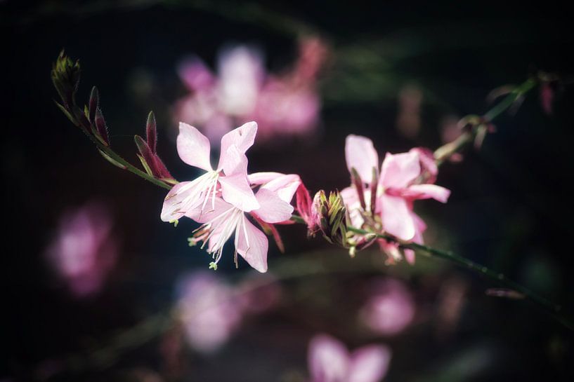 Rosenreflexion von Shirley Douwstra