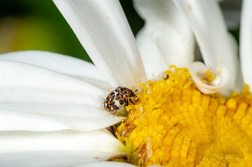 Kleine kleurrijke kever op een margriet bloem