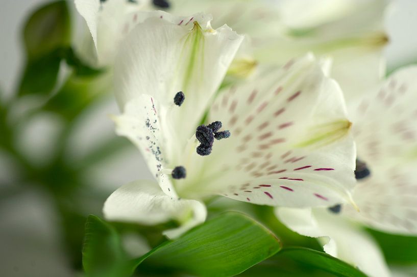 bloem,wit,stuifmeel,gespikkeld by Ernie van Beek