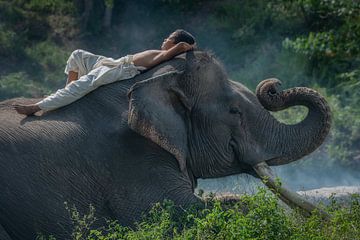 De zoon van de mahout doet een dutje op de rug van een olifant van Anges van der Logt