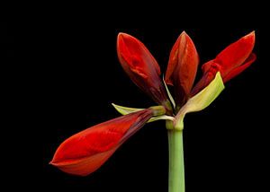 Knospende Amaryllis von Paul Kampman