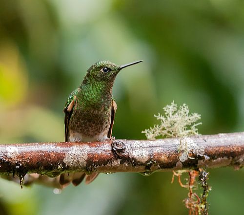 Bruinstaarthoornkolibrie