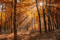 Zonnestralen door de takken