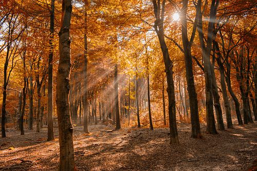 sunbeams through the trees 