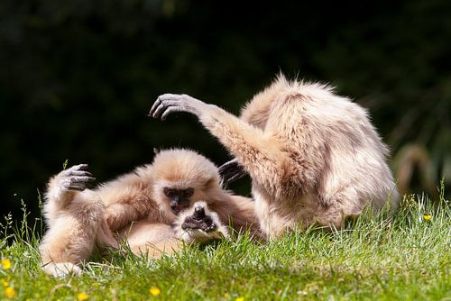 Withandgibbons spelen