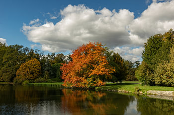 Golden Splendor Autumn Red Oak in Lednice Park for Elegant Living Room Decor