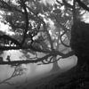 Der Nebelwald von LICHTERKISTE