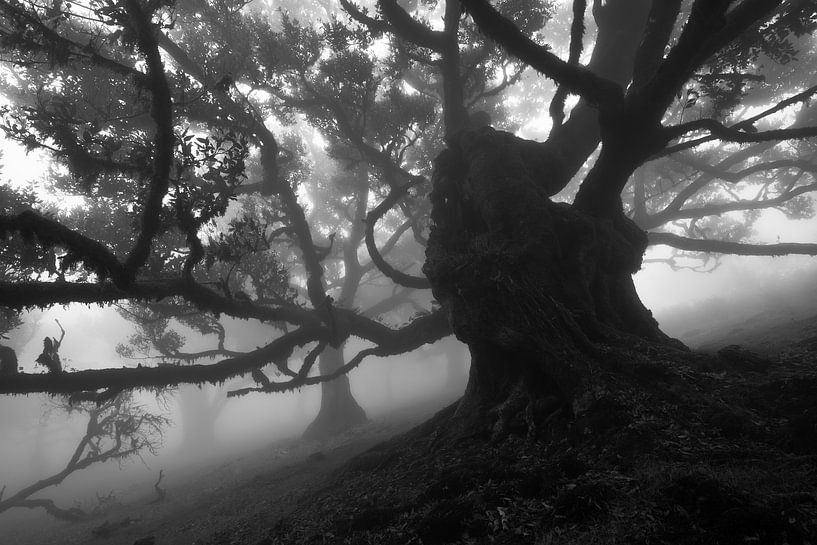Der Nebelwald von LICHTERKISTE