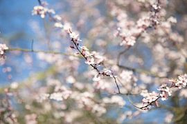 Spring-sweet by Voorbeeld Fotografie
