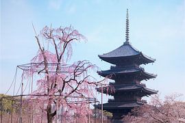 Weeping cherry blossoms and a Japanese pagoda. by Kuremo Kuremo