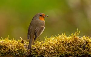 Roodborst van Harry Punter