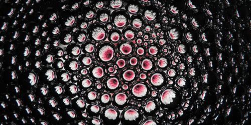 Panorama van een roze bloem (Gerbera) in druppels