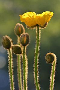 Coquelicots sur Violetta Honkisz