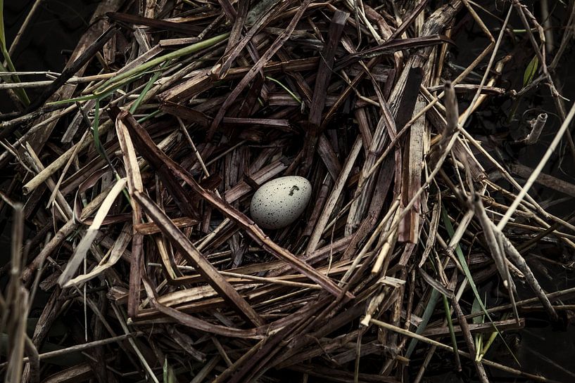 Vogelnest by Martzen Fotografie