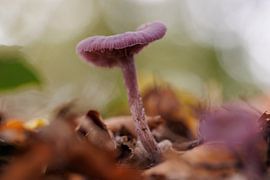 Amethyst mushroom 'Purple Autumn' by Dagmar Hijmans