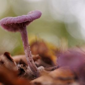 Amethyst-Pilz 'Lila Herbst' von Dagmar Hijmans