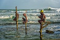 Pole fishermen, Sri Lanka by Richard van der Woude thumbnail