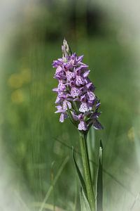 paarse orchidee van Guido Rooseleer