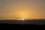 zonsopkomst met vogels in de goud kleurige lucht van Jack Van de Vin thumbnail