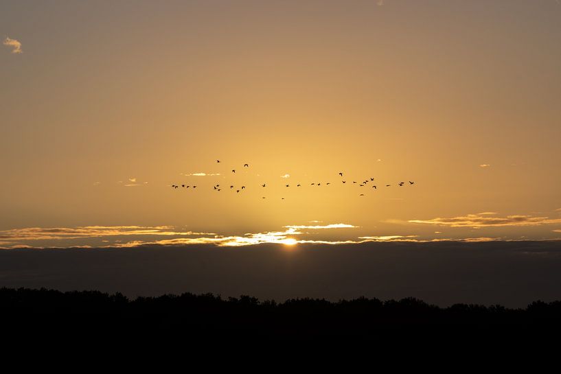 zonsopkomst met vogels in de goud kleurige lucht van Jack Van de Vin