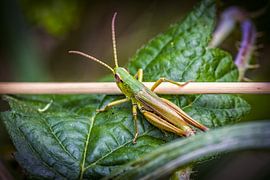 Gold Heuschrecke
