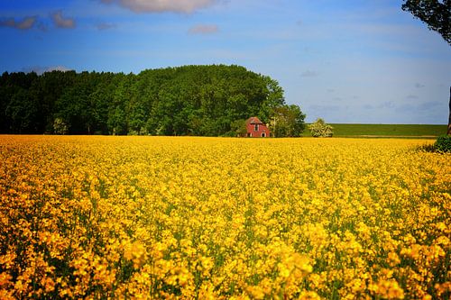 Senfsamenfelder Groningen von - DeVriesFotografie.nl -