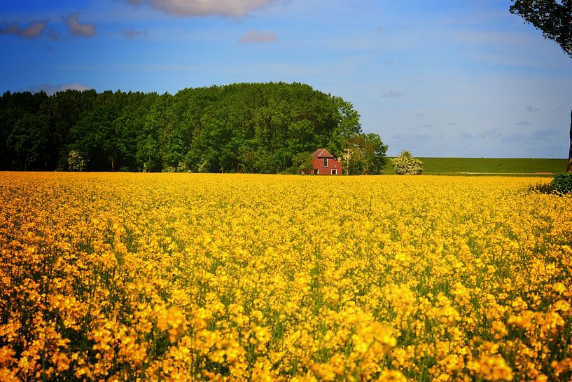Mustard seed fields Groningen by - DeVriesFotografie.nl -
