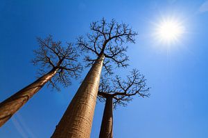 Sunshine Baobabs van Dennis van de Water