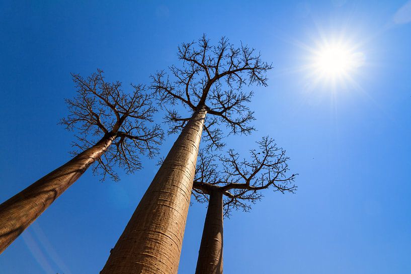 Sunshine Baobabs von Dennis van de Water