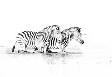 Zebras im Wasser schwarz-weiss von Robert Styppa