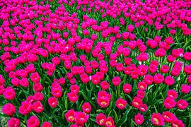 Field full of tulips