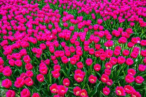 Champ de tulipes