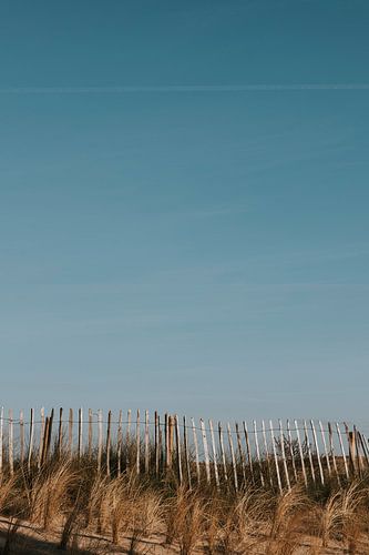 Dune area of Castricum aan Zee in North Holland, the Netherlands
