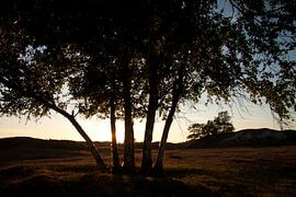 Nationaal Park Drents-Friese Wold bij Appelscha