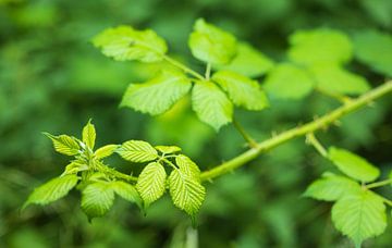 Rubus fructicosa (mûre) sur Marcel Kerdijk