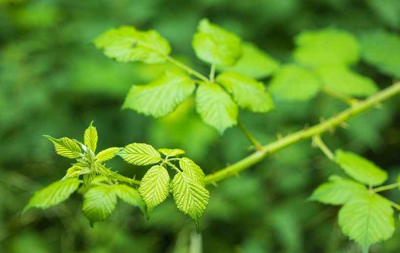 Rubus fructicosa (blackberry) by Marcel Kerdijk