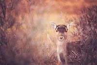 looking into the eyes of the deer